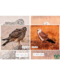 گونه سنقر سفید Pallid Harrier